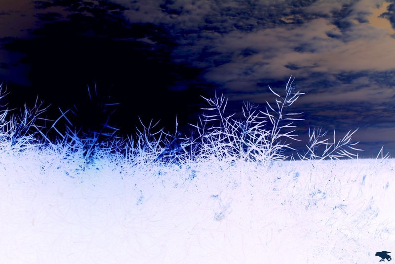 2010_hajk_charlie_123